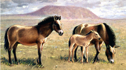 chevaux
