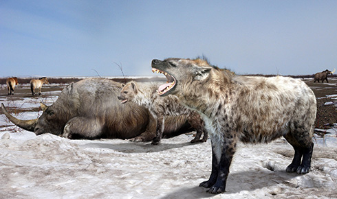 hynes et rhinocros
